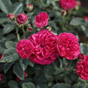 Temno rdeča - Vrtnica vzpenjalka
